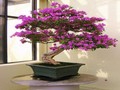 Bougainvillea పజిల్ ఆన్లైన్ ప్లే